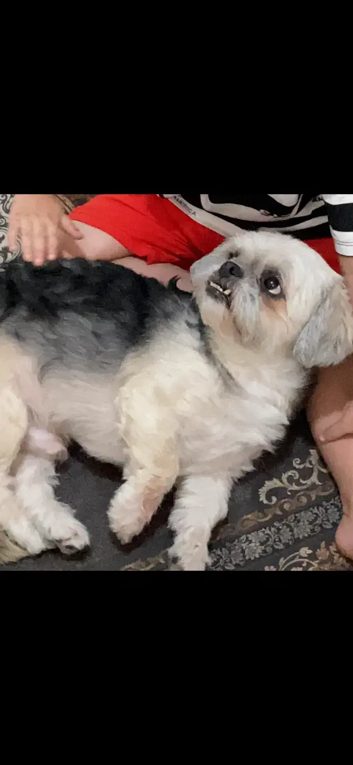 گمشده در محدوده اشتراکی|حیوانات|کرج, فاز ۳ گوهردشت|دیوار