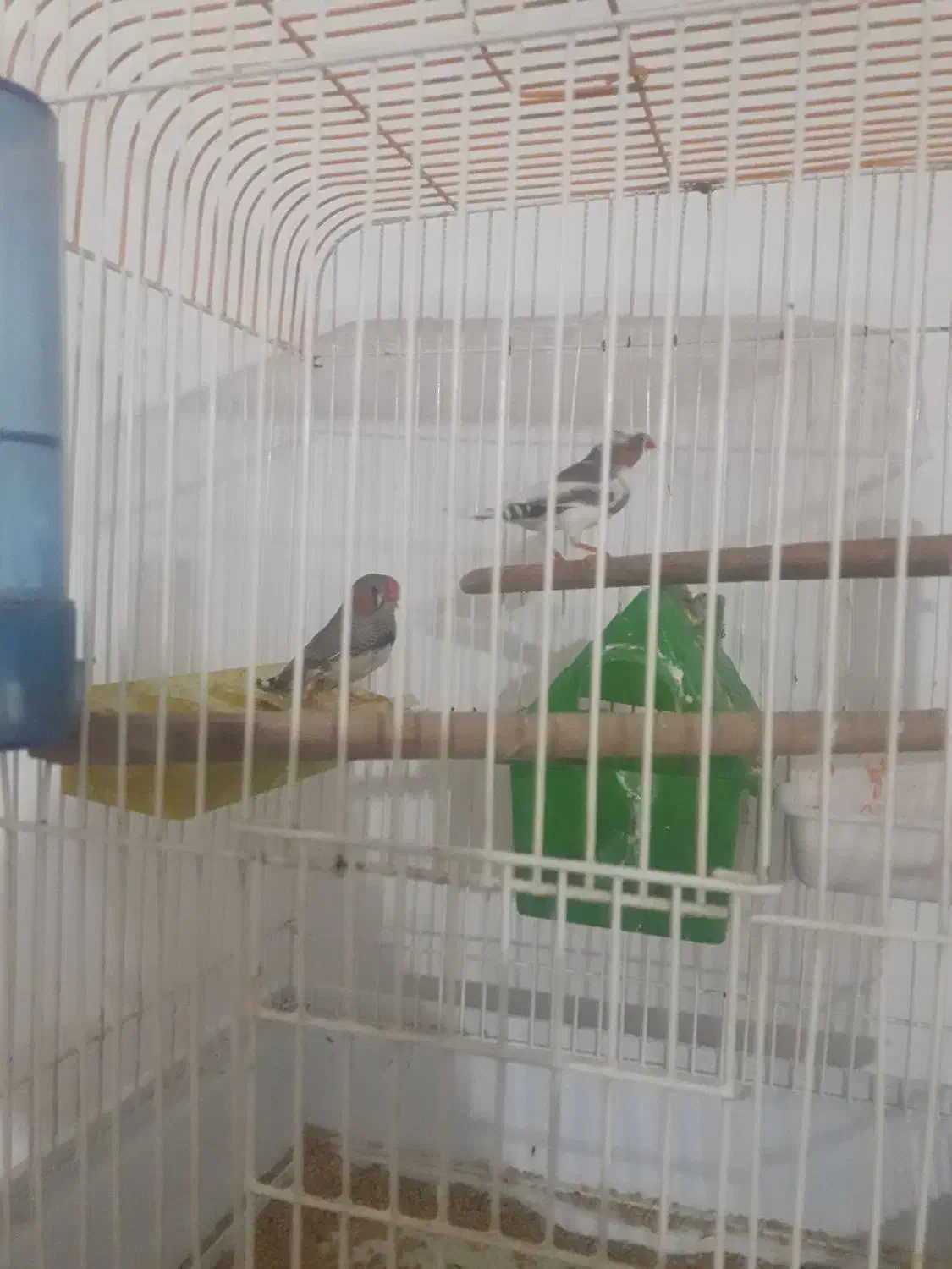 فروش یه جفت فنچ یا معاوضه با مرغ عشق دستی|پرنده|ملارد, |دیوار