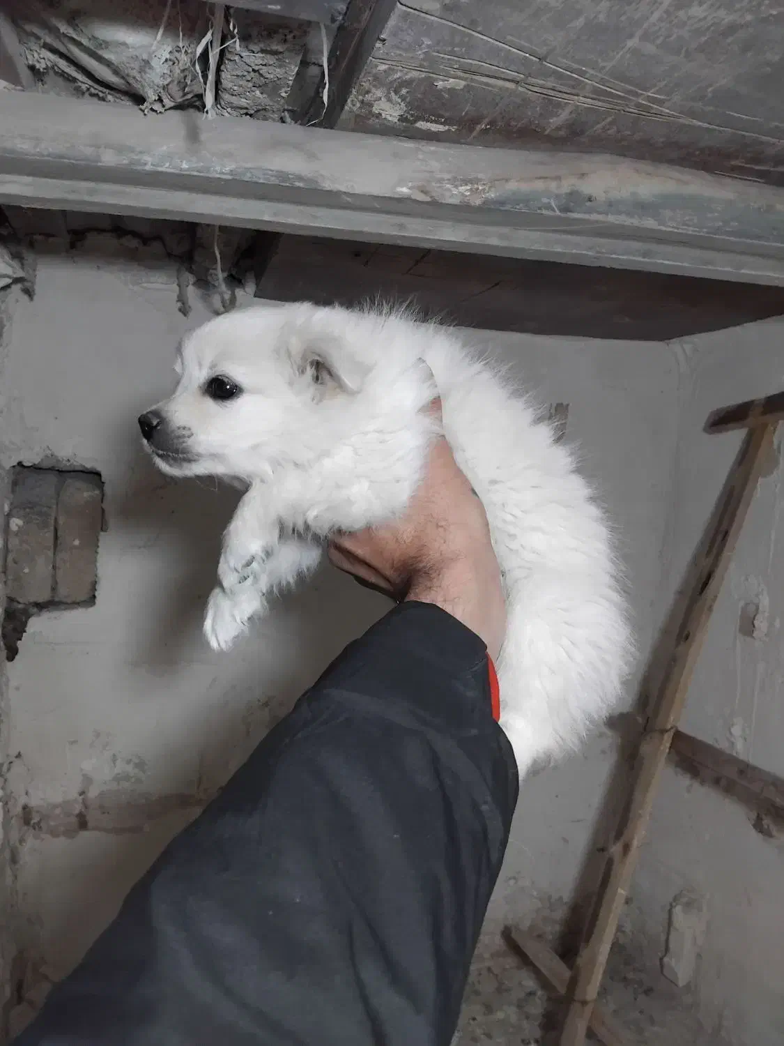 توله پامر روباهی|سگ|بجنورد, |دیوار