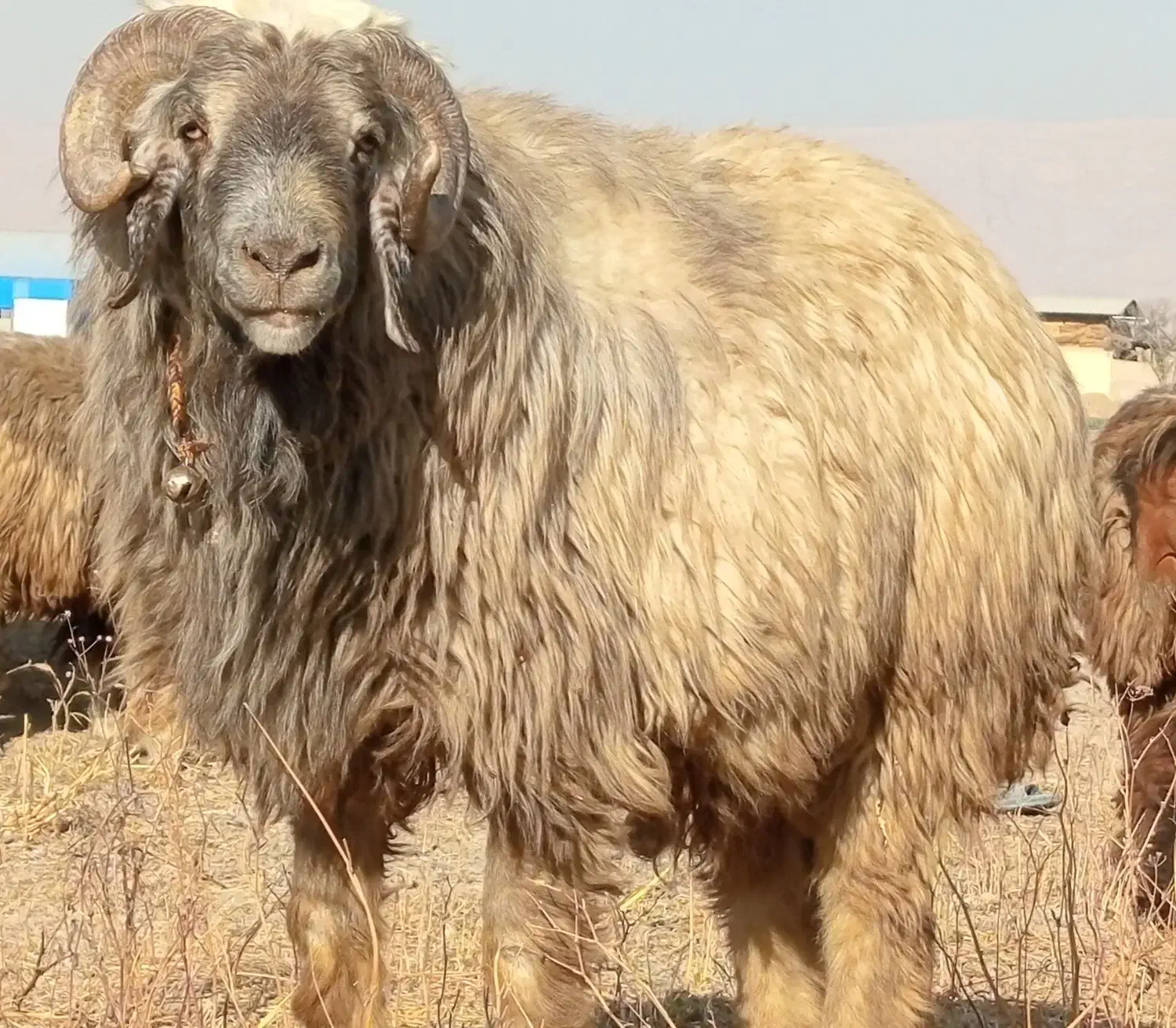 شیشک قوچ.شیشک میش|حیوانات مزرعه|مرودشت, رودبال|دیوار