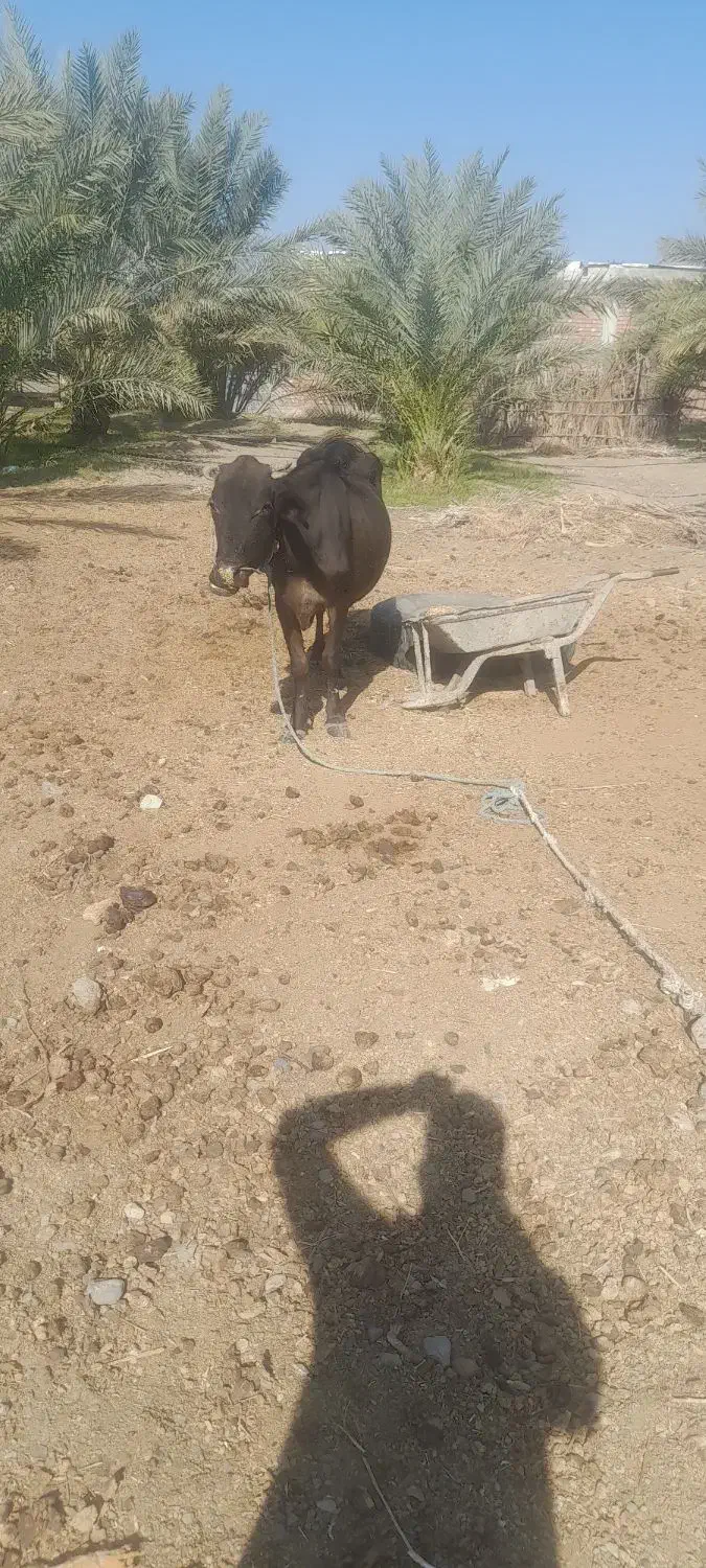 فروش گاو  شیری با گوساله|حیوانات مزرعه|جیرفت, |دیوار