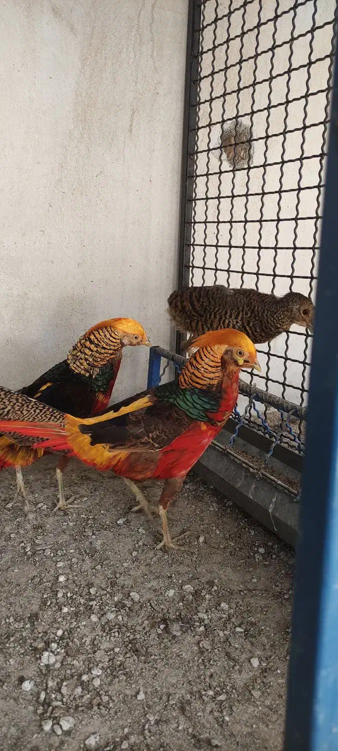 طاووس مصری و تیرنگ بلژیکی|حیوانات مزرعه|سبزوار, صالح آباد|دیوار