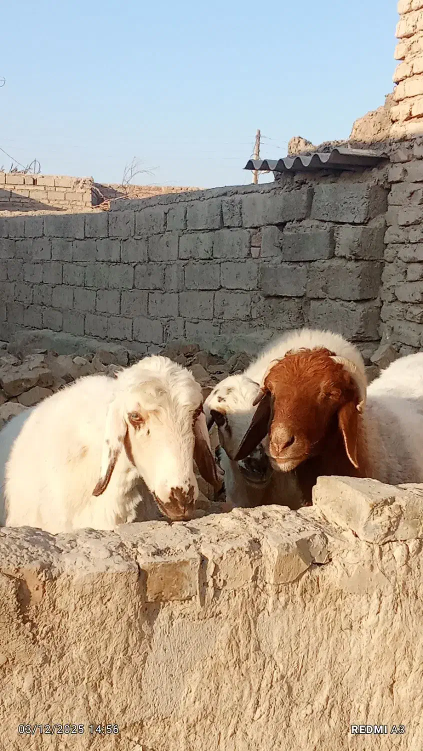 گوسفند|حیوانات مزرعه|زهک, |دیوار