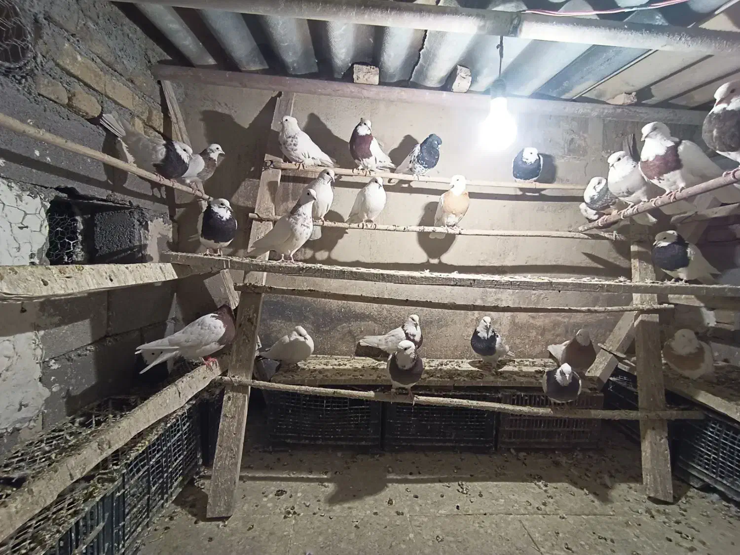 30عدد کبوتر طوقی|پرنده|همدان, |دیوار