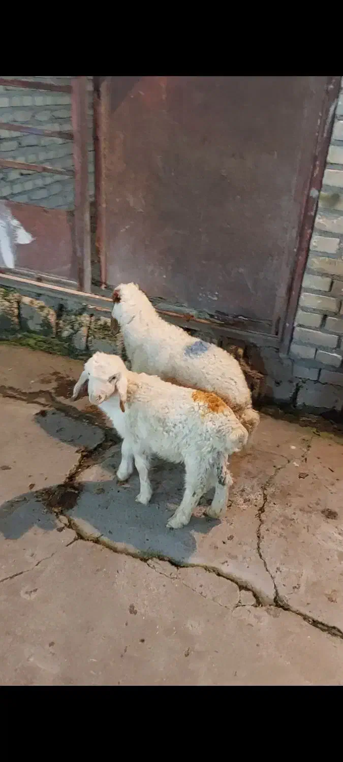 بره|حیوانات مزرعه|دزفول, |دیوار