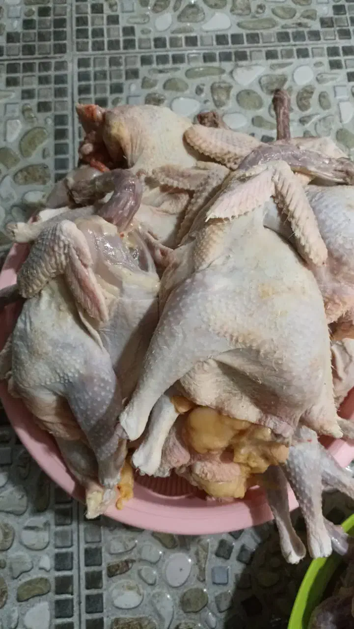 فروش مروغ محلی|حیوانات مزرعه|رامهرمز, |دیوار