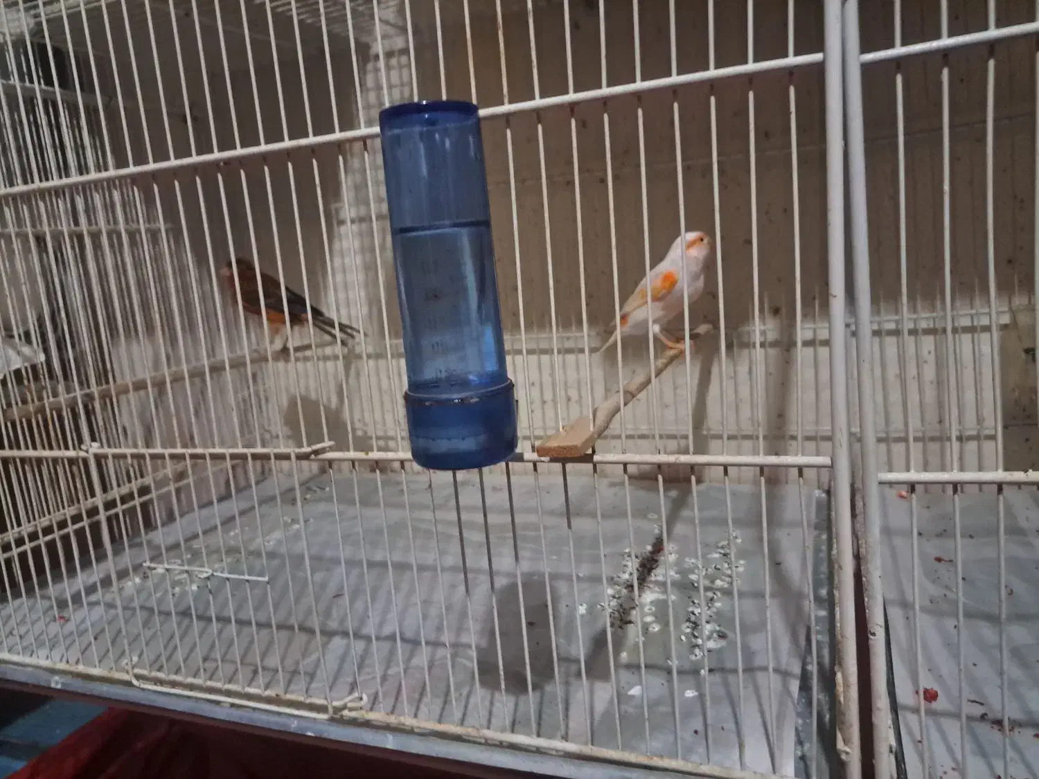 نر اگات سرخ و ماده موزاییکی اورجینال|پرنده|مشهد, بهارستان|دیوار