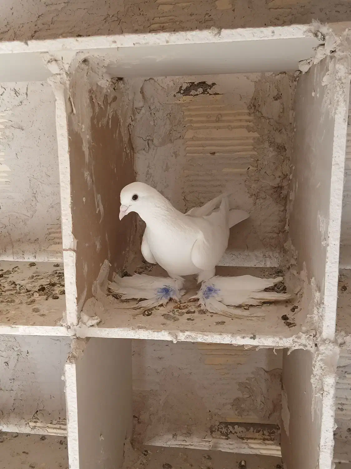 کفتر لوتی نر|پرنده|اهر, |دیوار