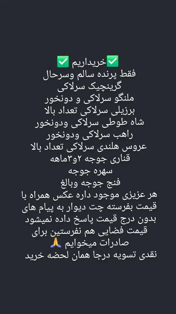 عروس هلندی رام چلوندنی فنج مرغ عشق مولد برزیلی|پرنده|اردبیل, |دیوار