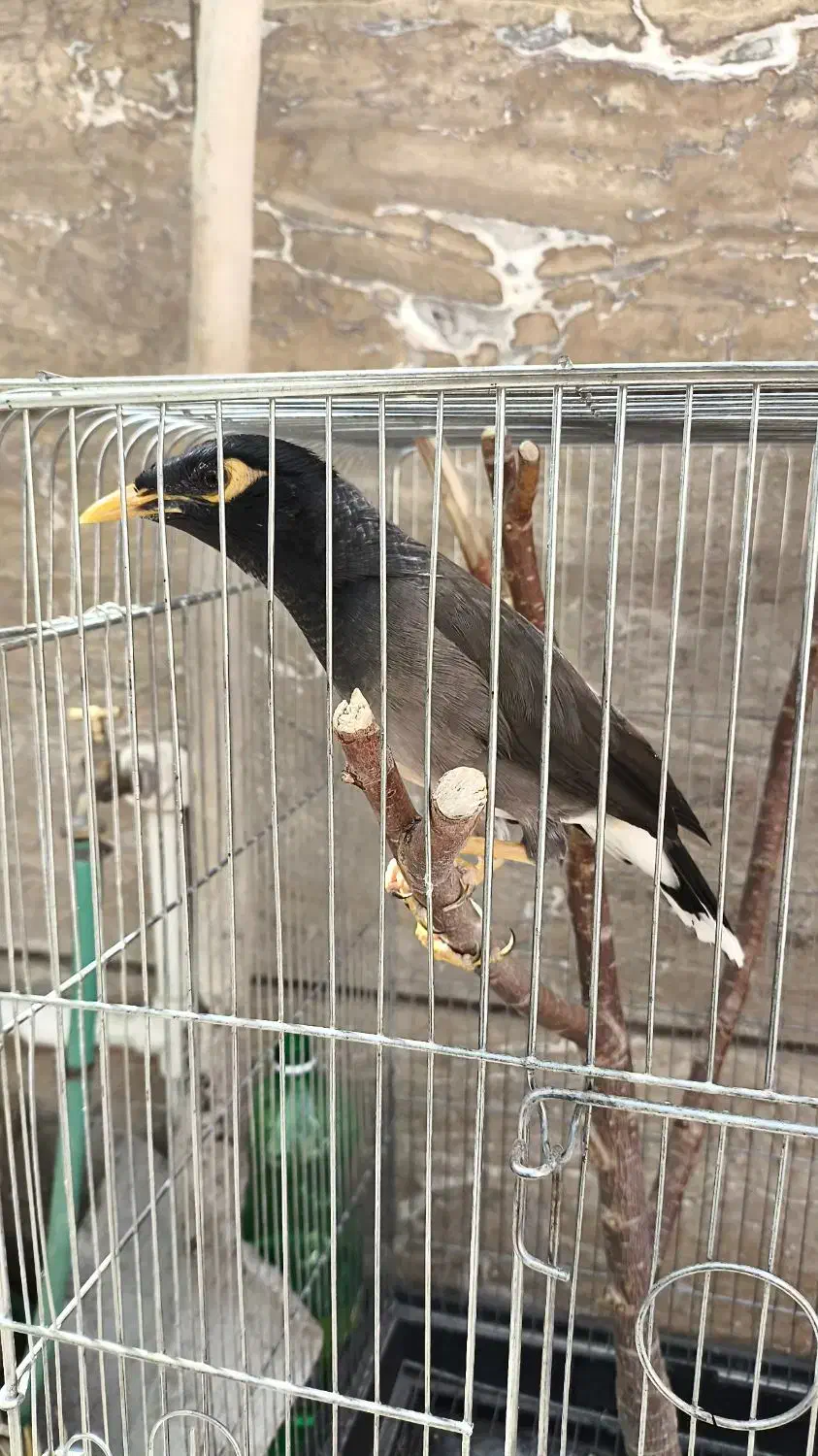 مرغ مینا|پرنده|کرمان, |دیوار