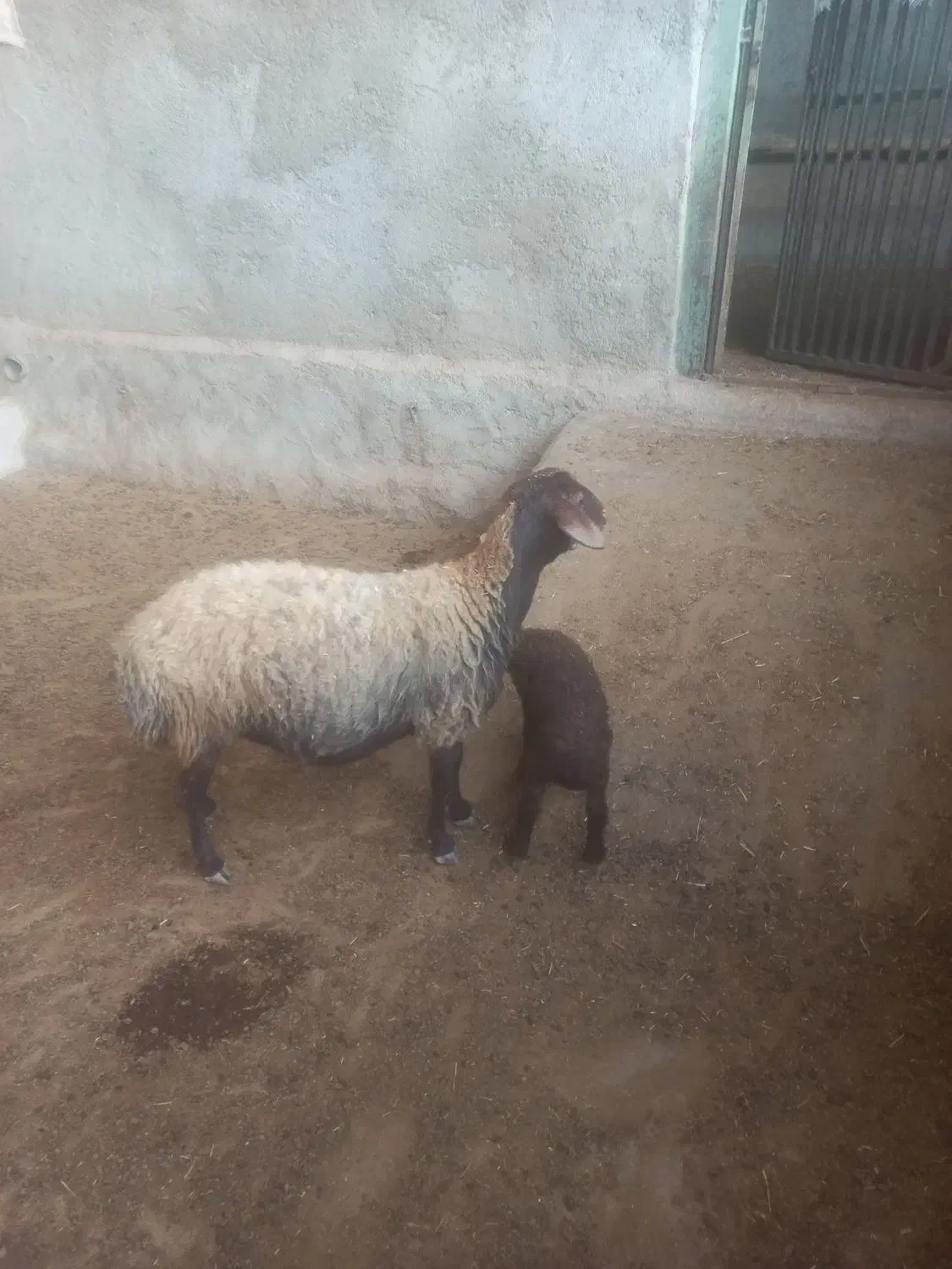 میش وبره ۲۶ میلیون|حیوانات مزرعه|کوهدشت, |دیوار