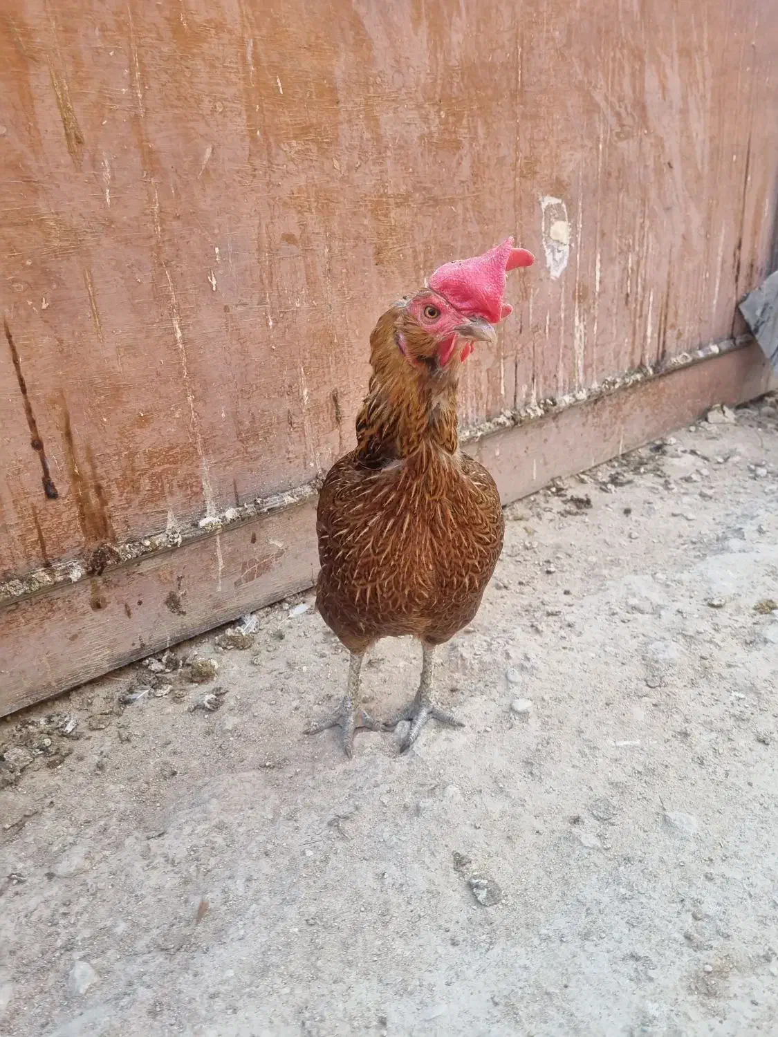 مرغ و خروس محلی اصیل|حیوانات مزرعه|لامرد, |دیوار