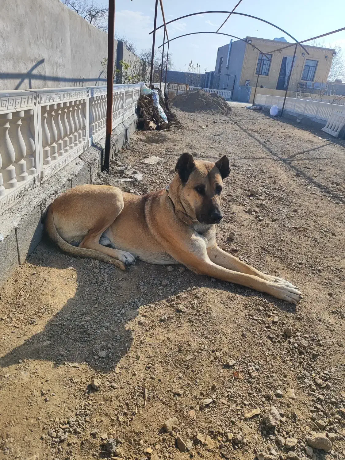 سگ سرابی|سگ|قم, قلعه صدری|دیوار