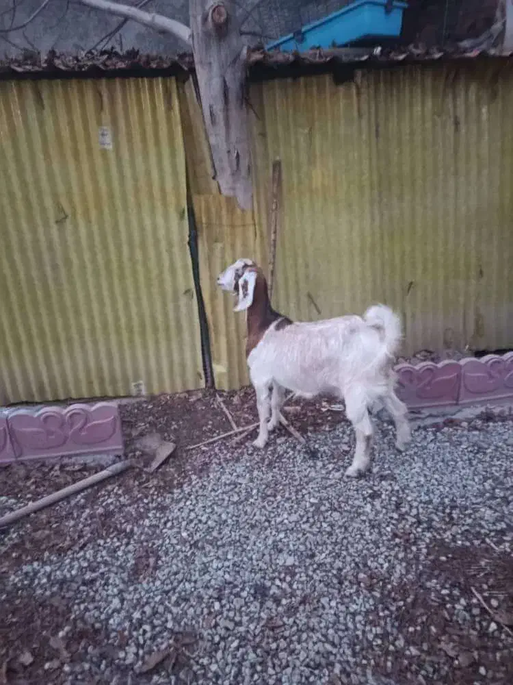 بز ماده|حیوانات مزرعه|رامجین, |دیوار