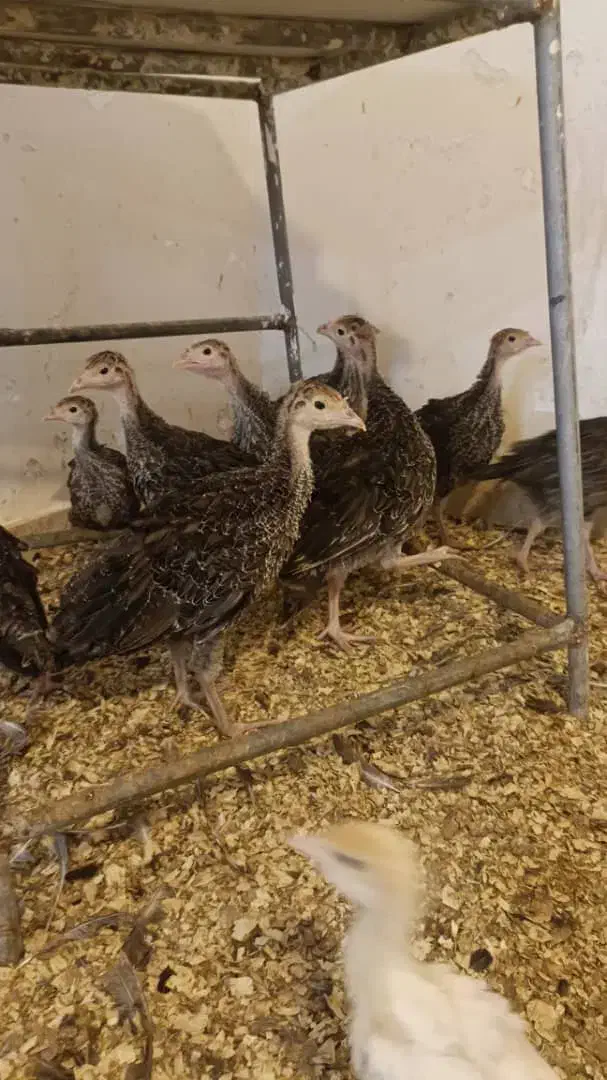 جوجه بوقلمون بیوتی و برنز|حیوانات مزرعه|بهبهان, |دیوار