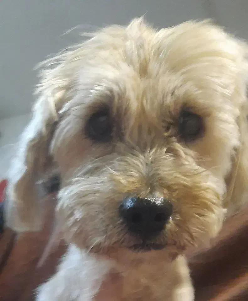 واگذاری سگ پاکوتاه|سگ|اردبیل, |دیوار