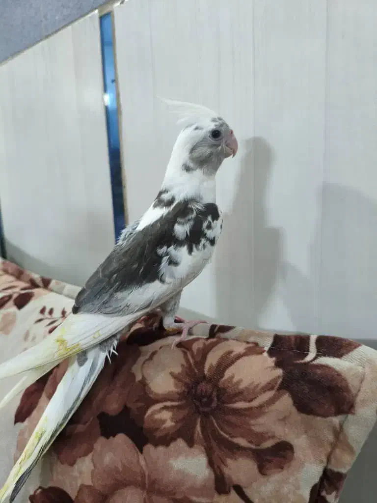 عروس هلندی|پرنده|قم, لسانی|دیوار