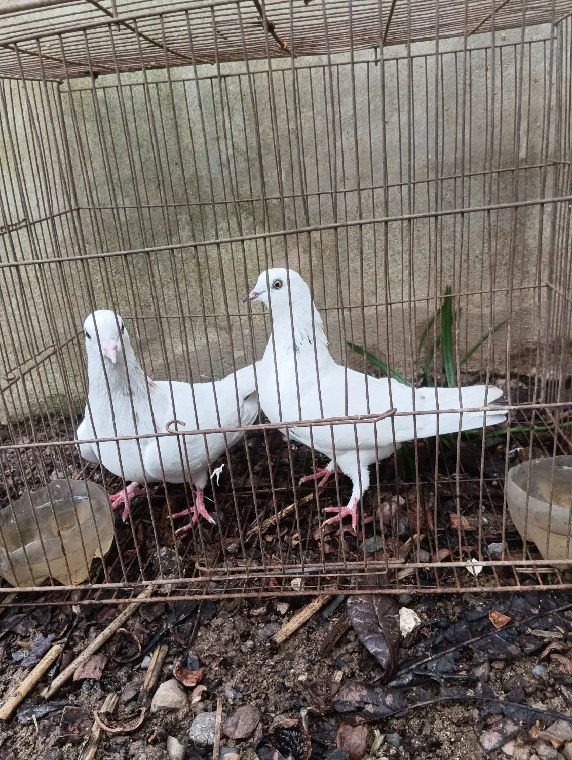 چند جفت کبوتر پرشی|پرنده|لنگرود, |دیوار