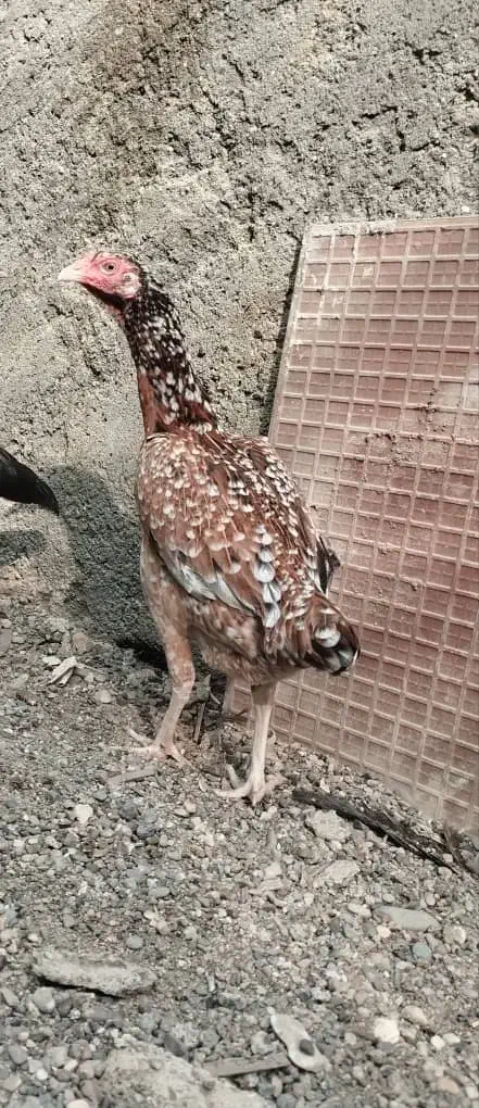 مرغ|حیوانات مزرعه|میناب, |دیوار