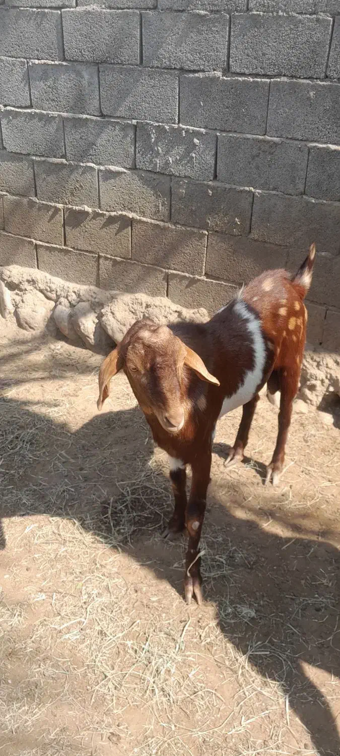 نری.|حیوانات مزرعه|شمیل, |دیوار