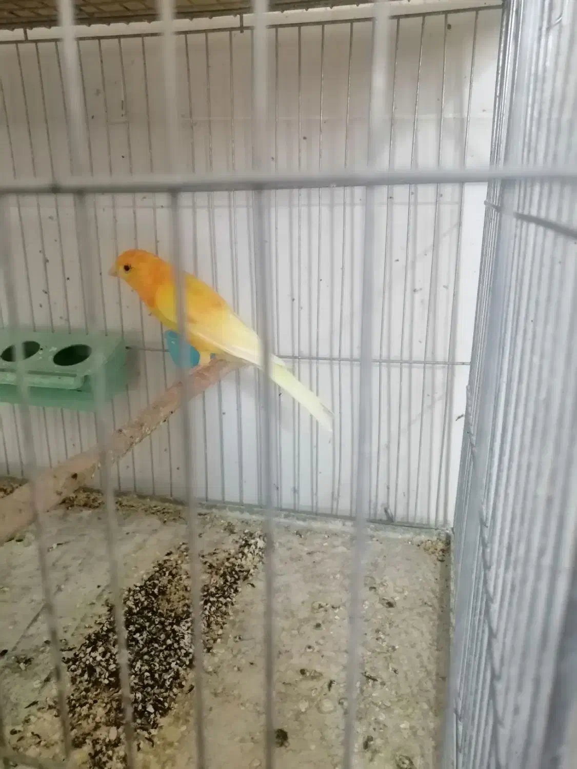 قناری|پرنده|زرند, |دیوار