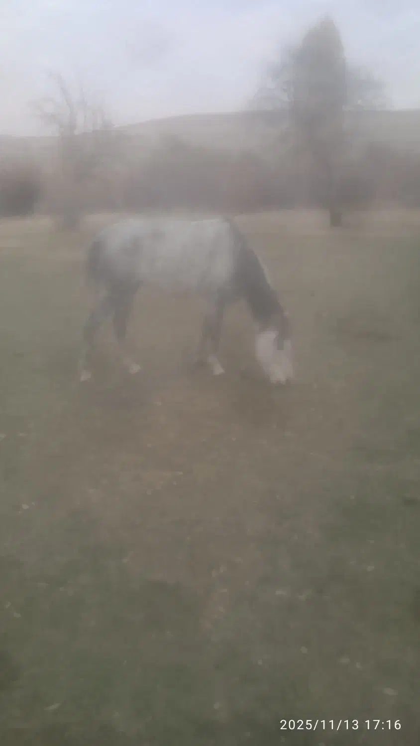 اسب مادیان|اسب و تجهیزات اسب‌سواری|نظر کهریزی, |دیوار