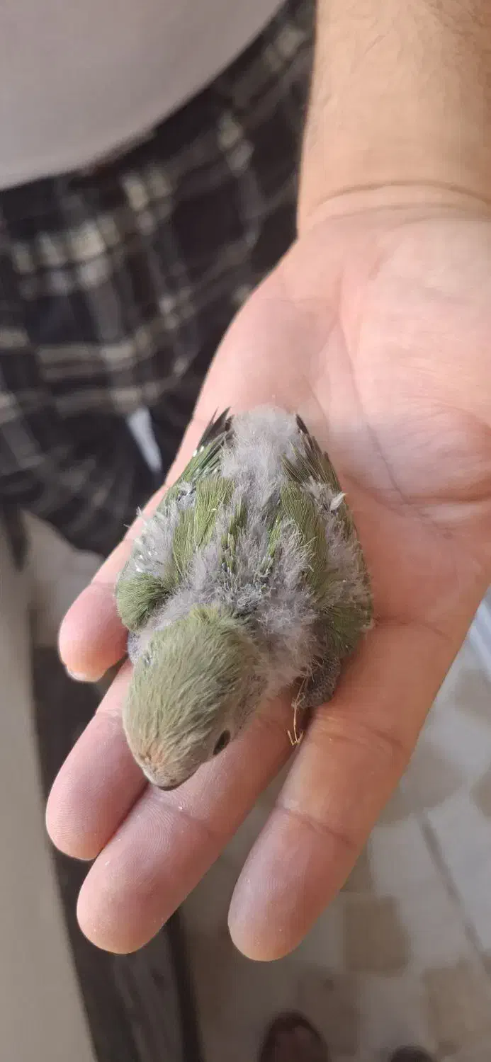 طوطی برزیلی سرلاکی|پرنده|بهبهان, |دیوار