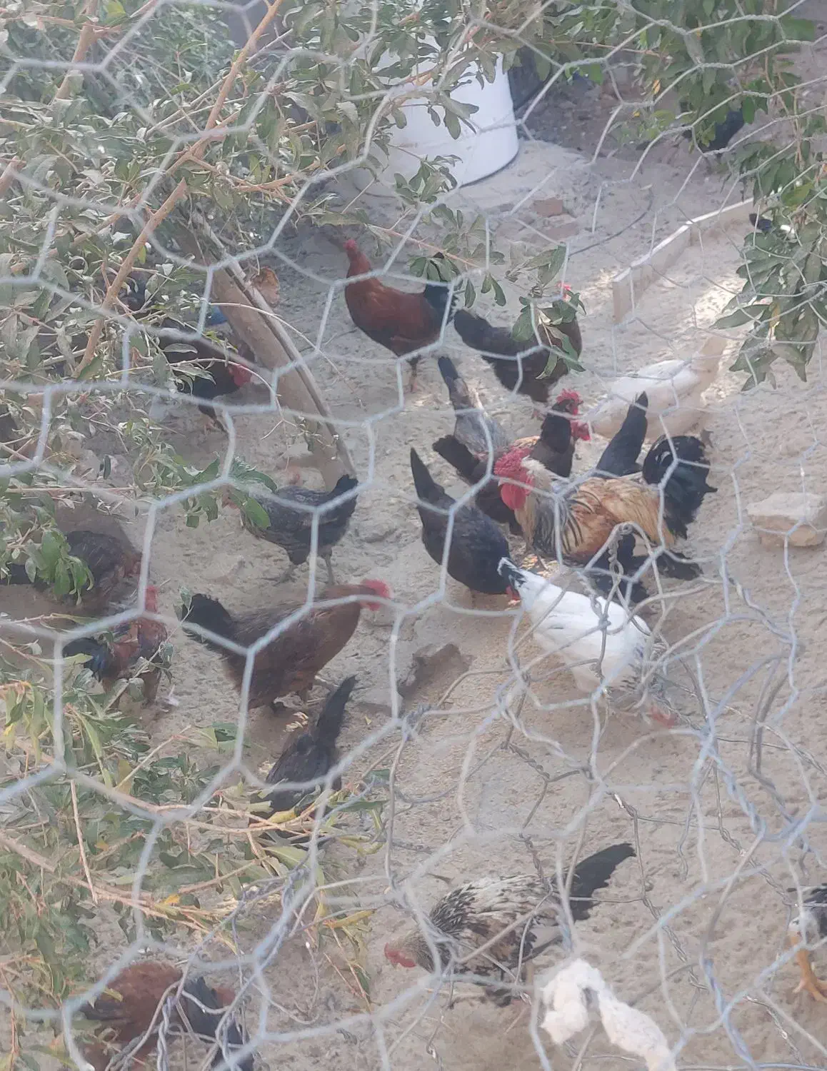 ۱۸ مرغ تخم گذار|حیوانات مزرعه|گیلان غرب, |دیوار