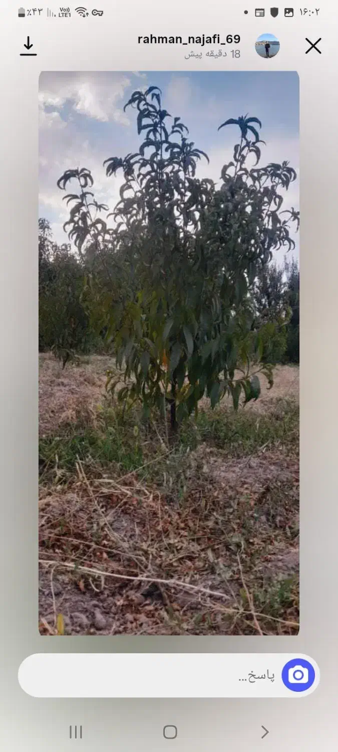 فروش باغ شلیل|فروش دفتر صنعتی، کشاورزی، تجاری|مشگین شهر, |دیوار