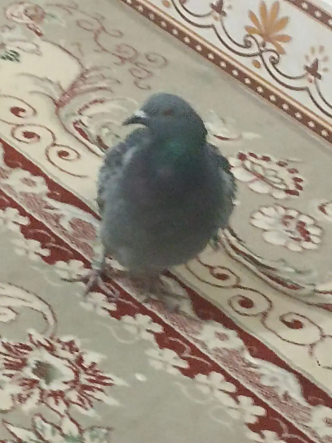 پلاکی|پرنده|اندیمشک, |دیوار