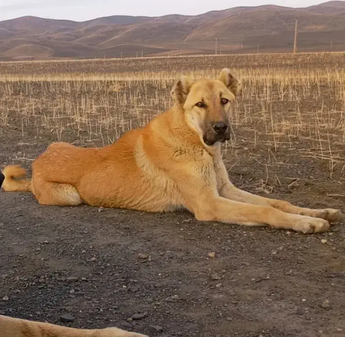 توله پژدر|سگ|جوکار, |دیوار