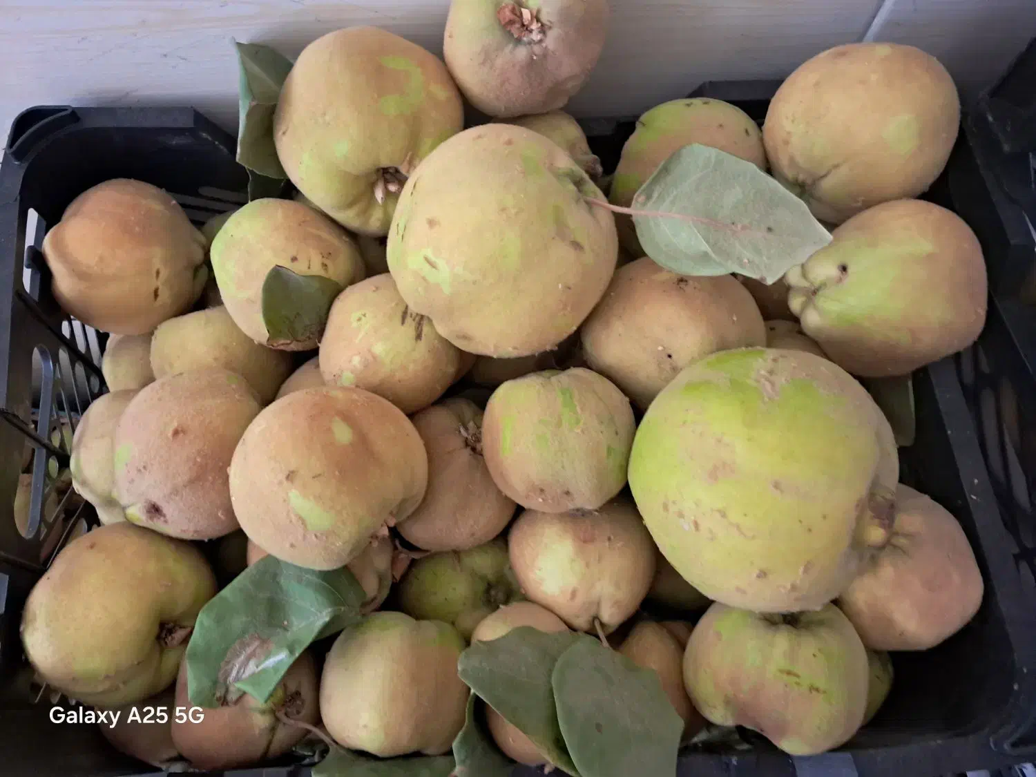 بِه باغی ارگانیک|خوردنی و آشامیدنی|مبارکه, |دیوار