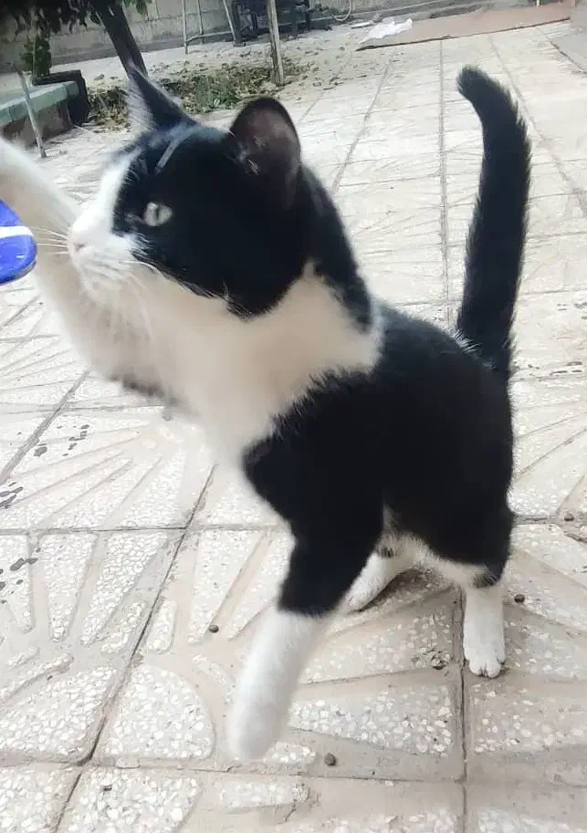 واگذاری فوری گربه|گربه|یزد, |دیوار