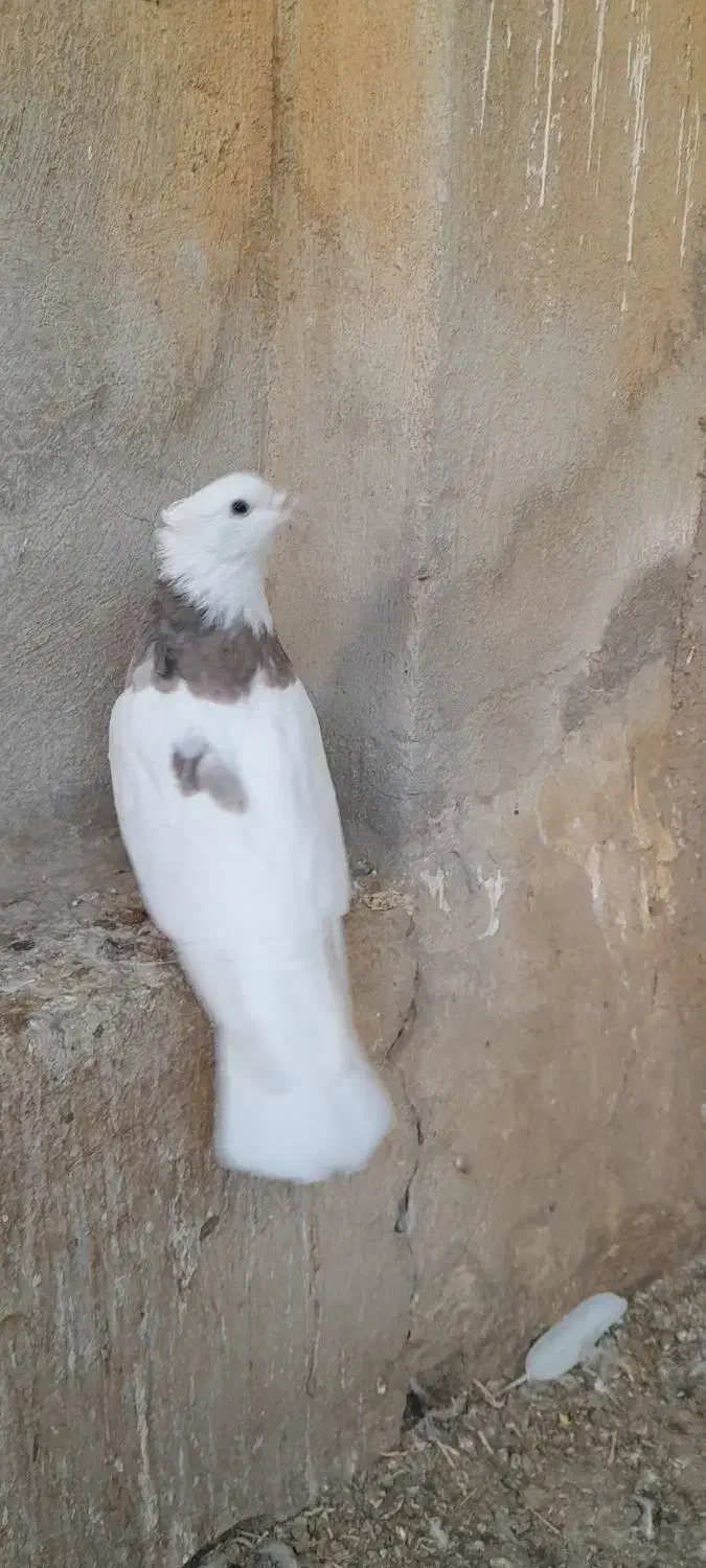 طوقی نر درشت و جوان|پرنده|سریش آباد, |دیوار