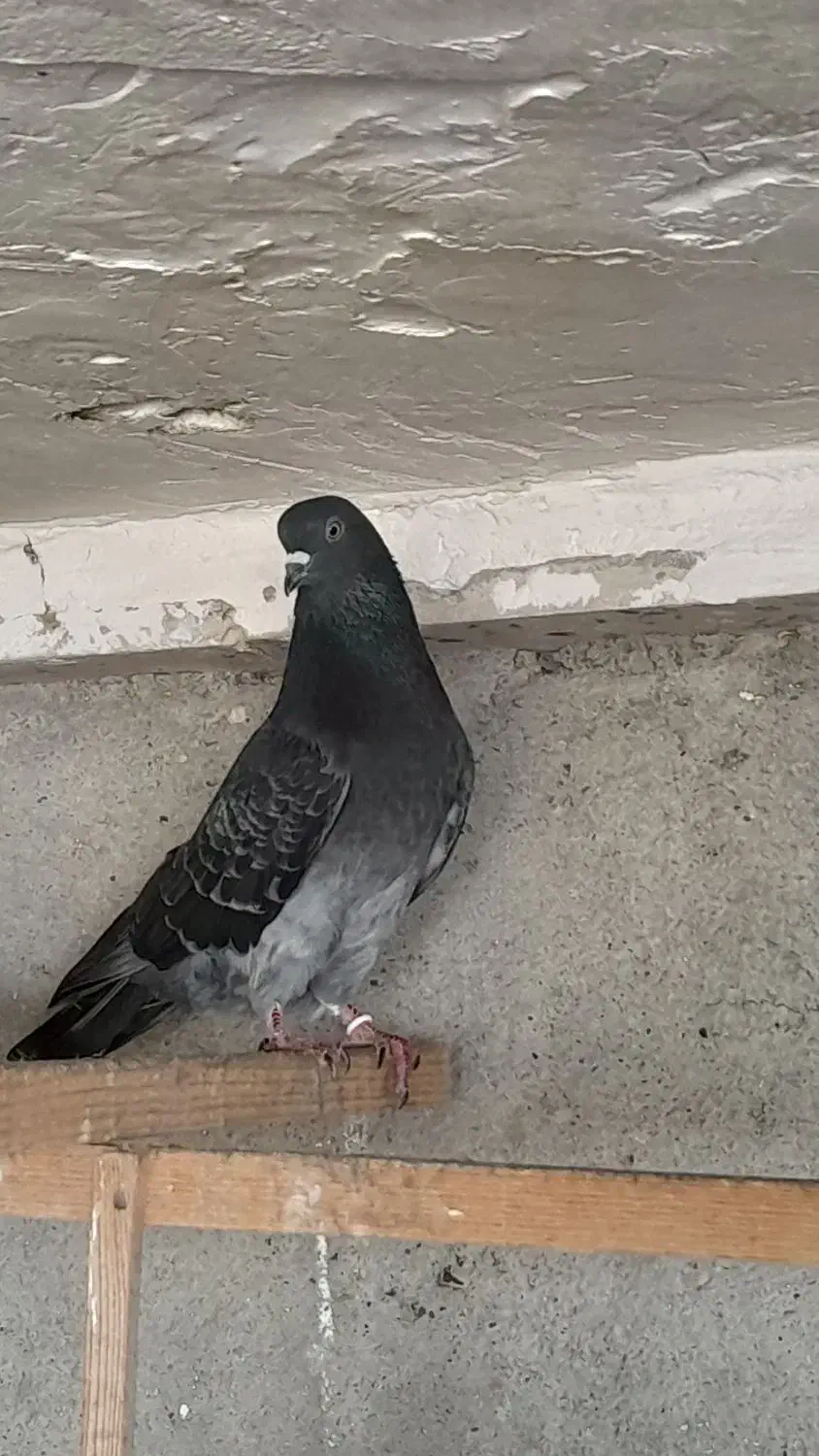 کفتر های پروازی|پرنده|رشت, آتشگاه|دیوار