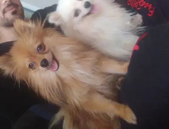 روباهی نر|سگ|مرودشت, ابوذر جنوبی|دیوار