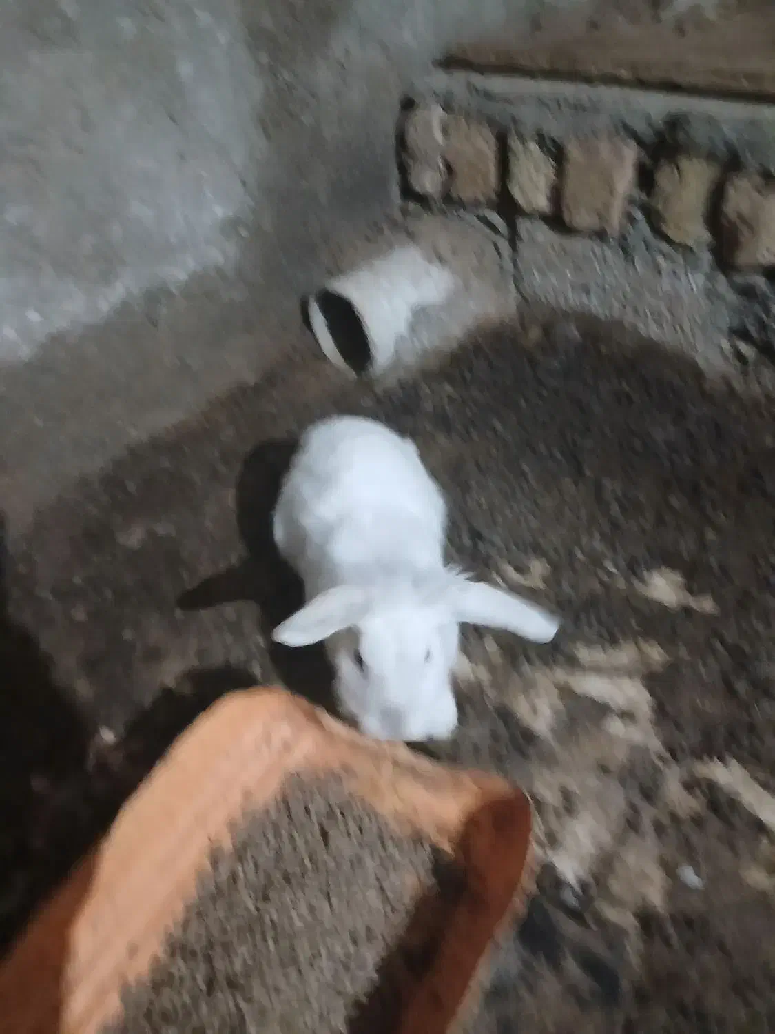 ۱۰تا خرگوش لوپ|موش و خرگوش|ملک‌آباد, |دیوار