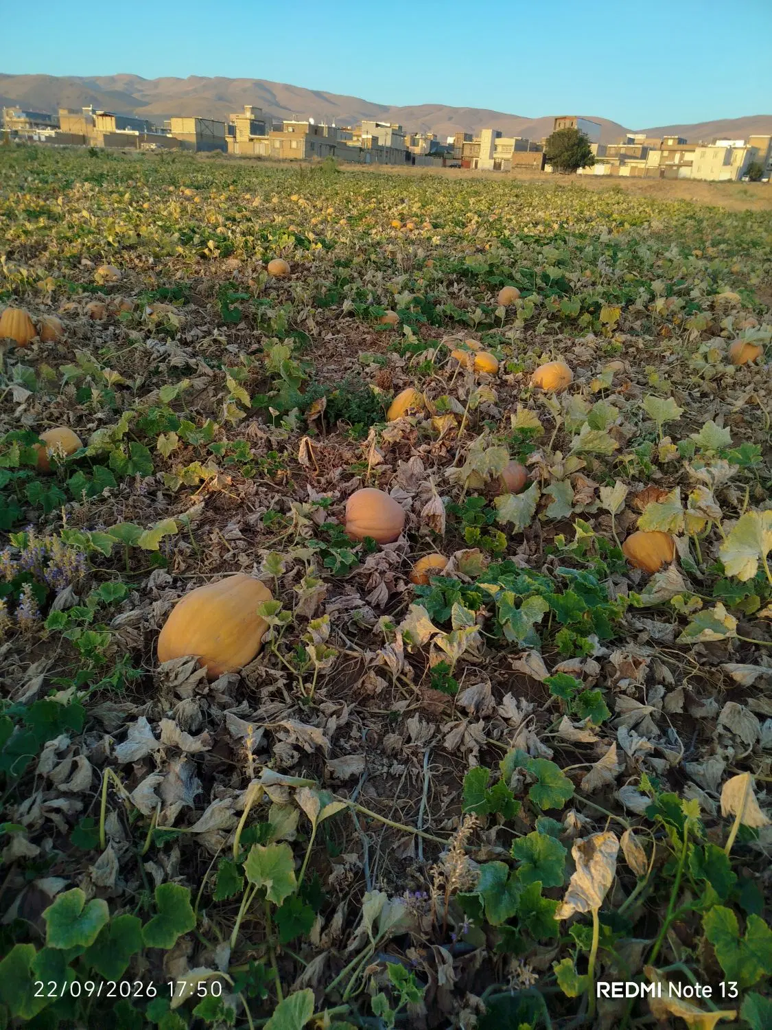 کدو|خوردنی و آشامیدنی|نهاوند, |دیوار
