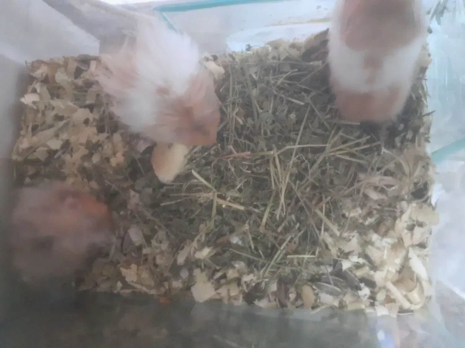 همستر|موش و خرگوش|رشت, گلباغ نماز|دیوار