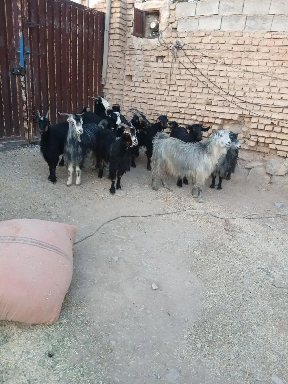 فروش بز جوان داشتی نازدار|حیوانات مزرعه|شیراز, اکبر آباد|دیوار