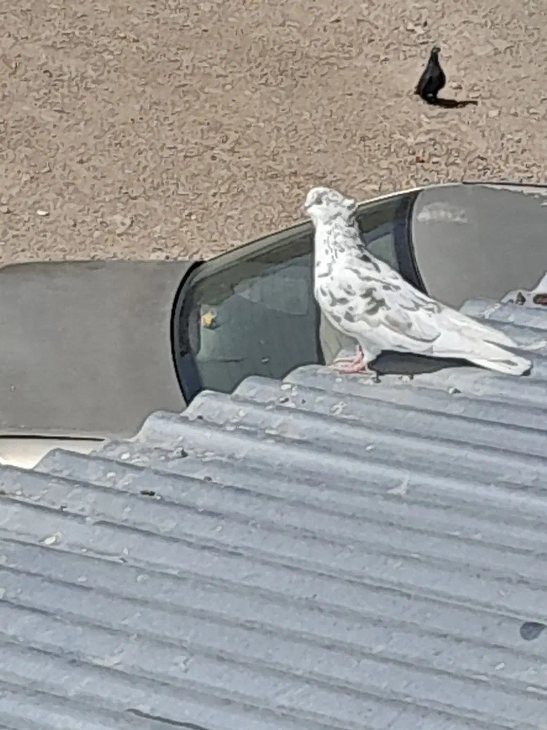 کفتر یا کبوتر|پرنده|بروجرد, |دیوار