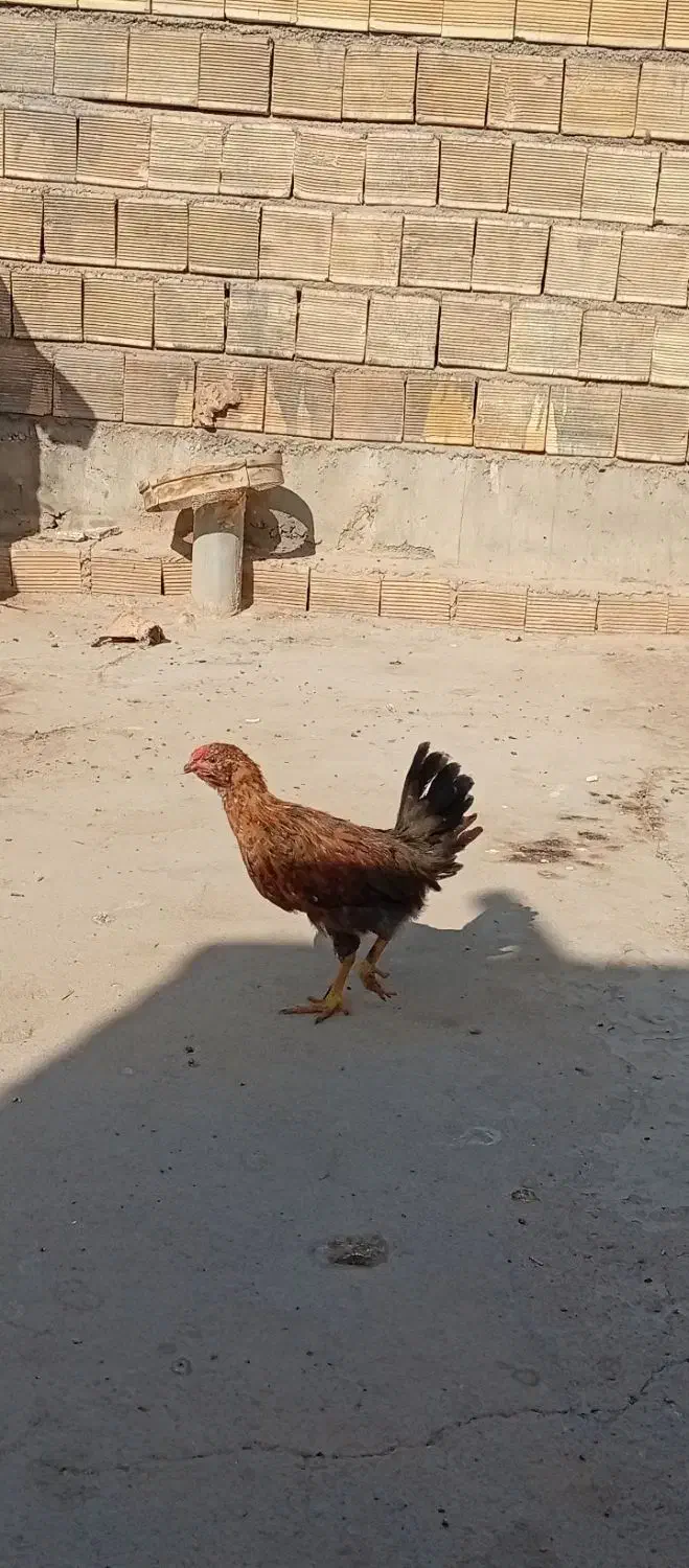 سه تا نیمچه خروس بومی گلین|حیوانات مزرعه|برخوار, |دیوار