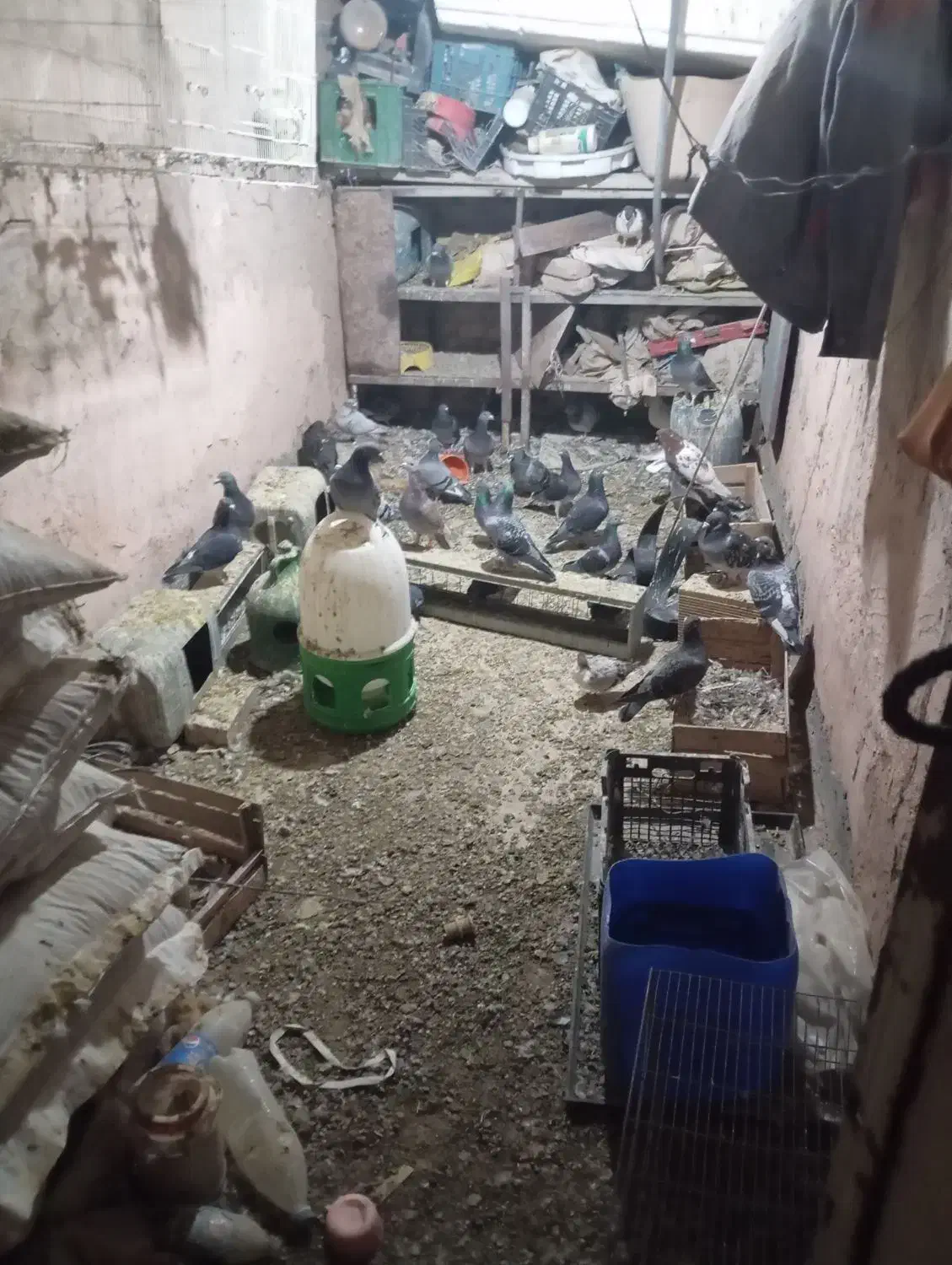 کبوتر|پرنده|عطاملک, |دیوار