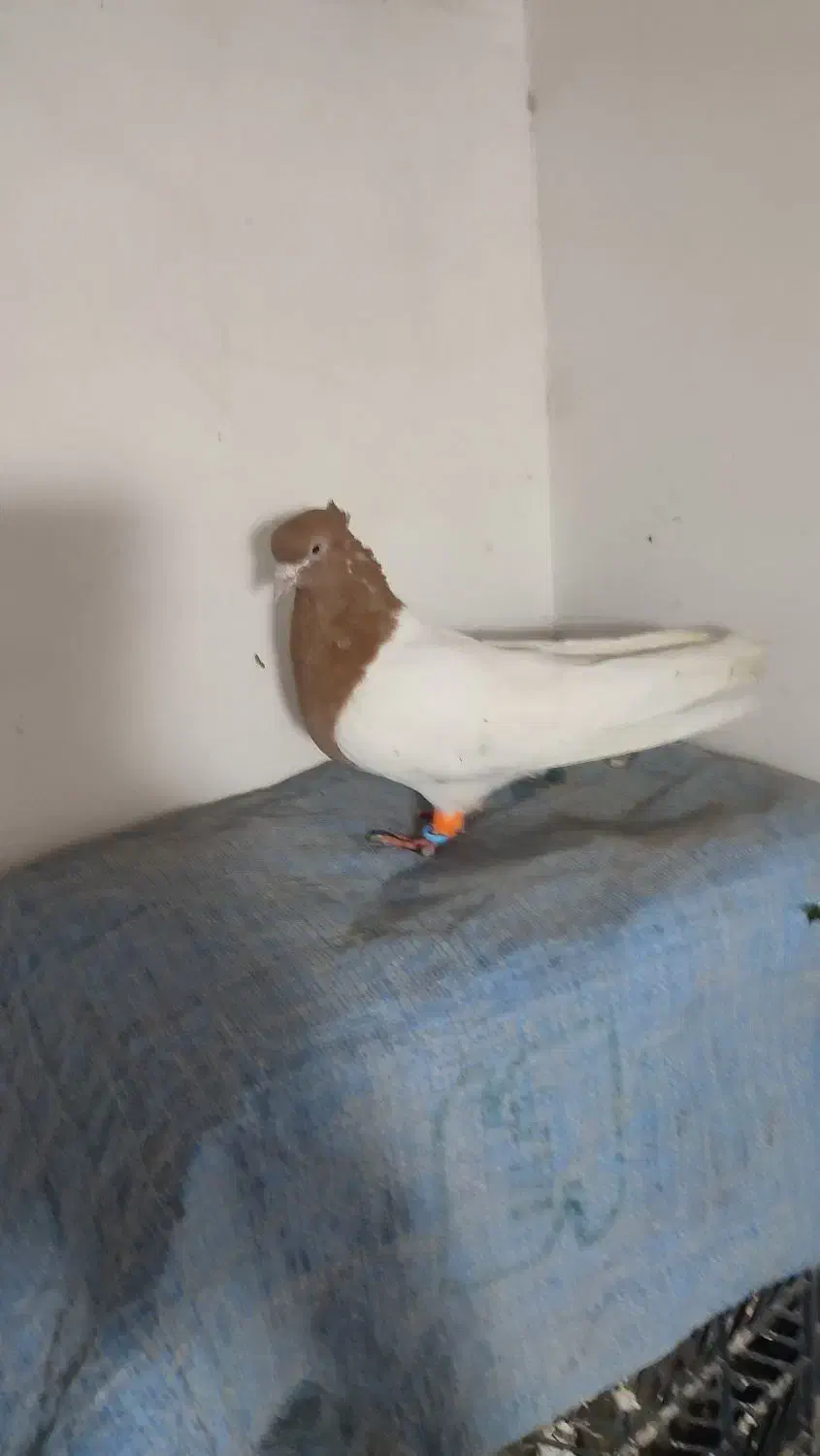 شوش|پرنده|شوش, |دیوار