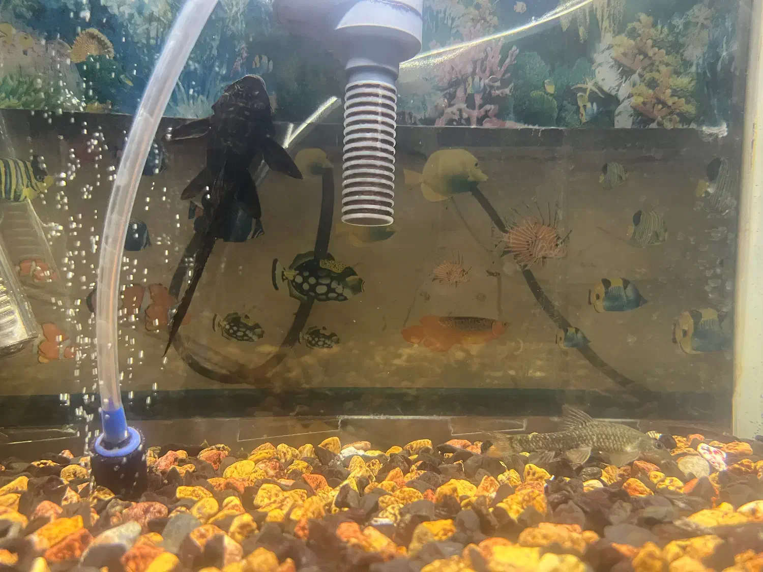 آکواریوم اصلی|ماهی|رشت, جانبازان|دیوار