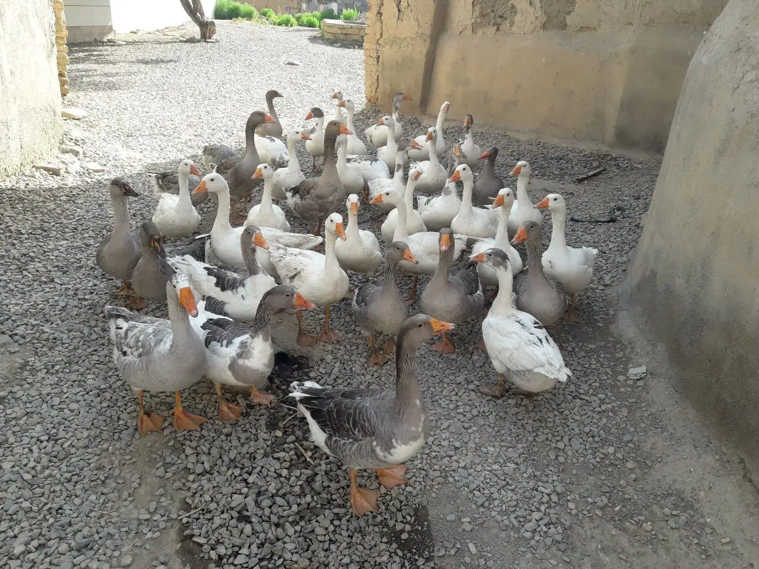 غاز غازجوان غاز گوشتی غاز محلی غازچاق قاز|حیوانات مزرعه|همدان, |دیوار