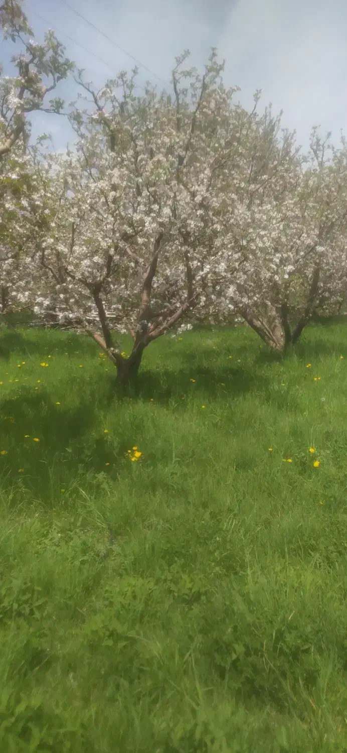 هرس درختان میوه وغیره|خدمات باغبانی و درختکاری|اسلامشهر, مظفریه|دیوار