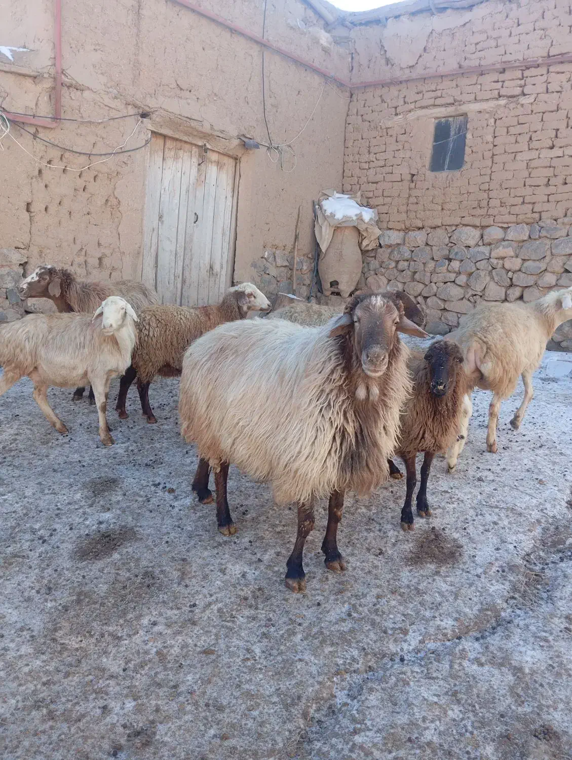 قوچ|حیوانات مزرعه|گرمخان, |دیوار
