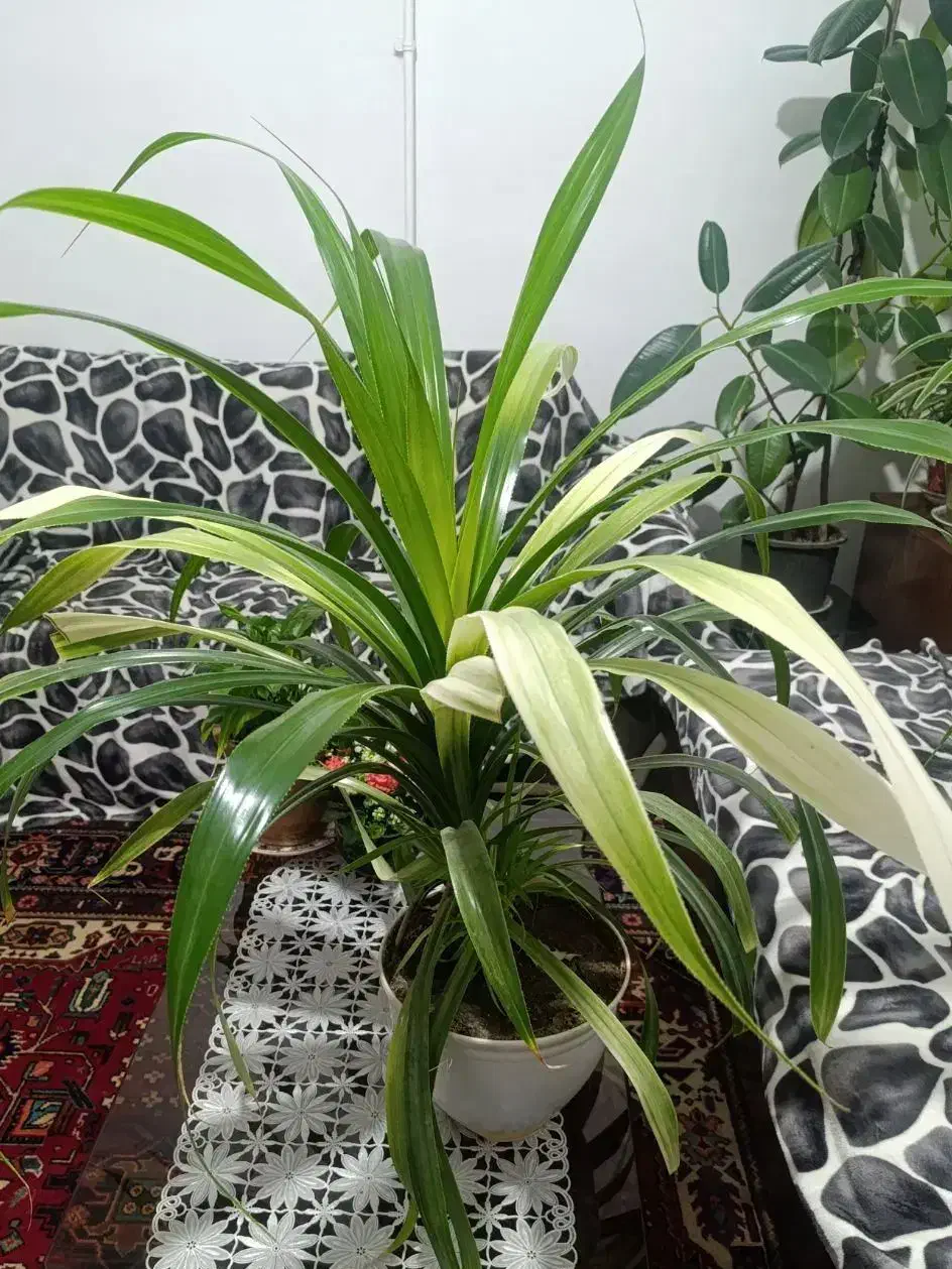 پاندانوس|گل و گیاه طبیعی|ارومیه, |دیوار