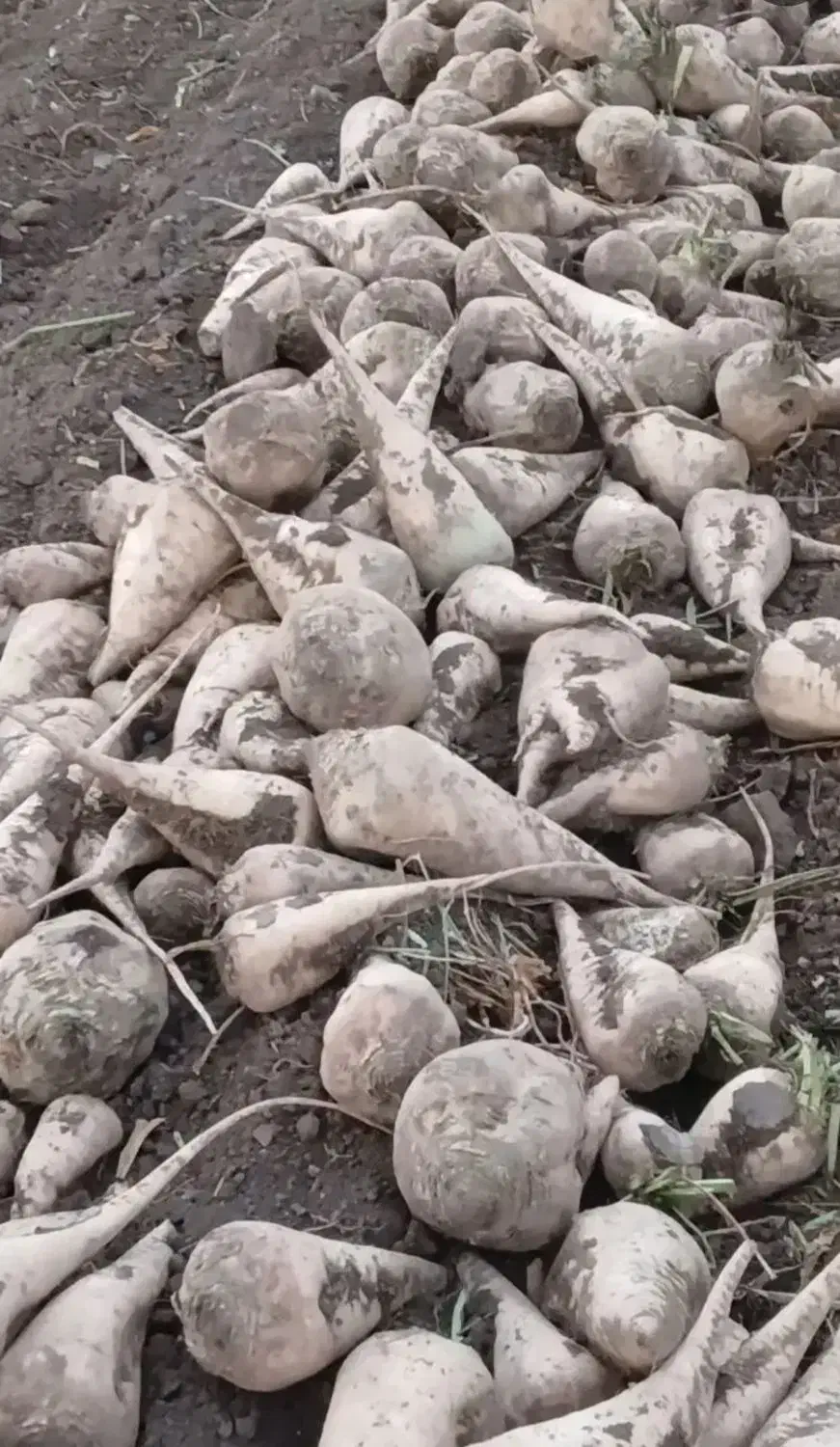 چغندرشیرین|عمده‌فروشی|میاندوآب, |دیوار